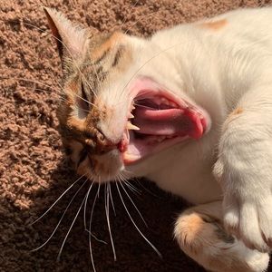 Meet your Posher, Shelby